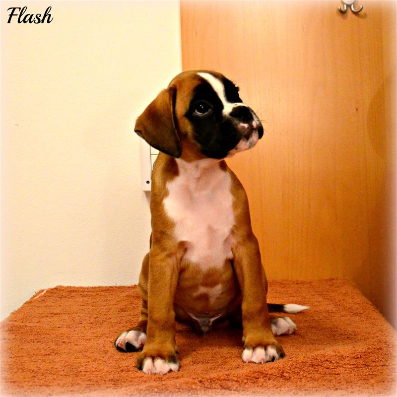 8 weeks
